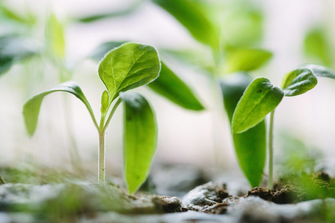 Plantelys: En Guide til Optimering af Din Planters Vækst